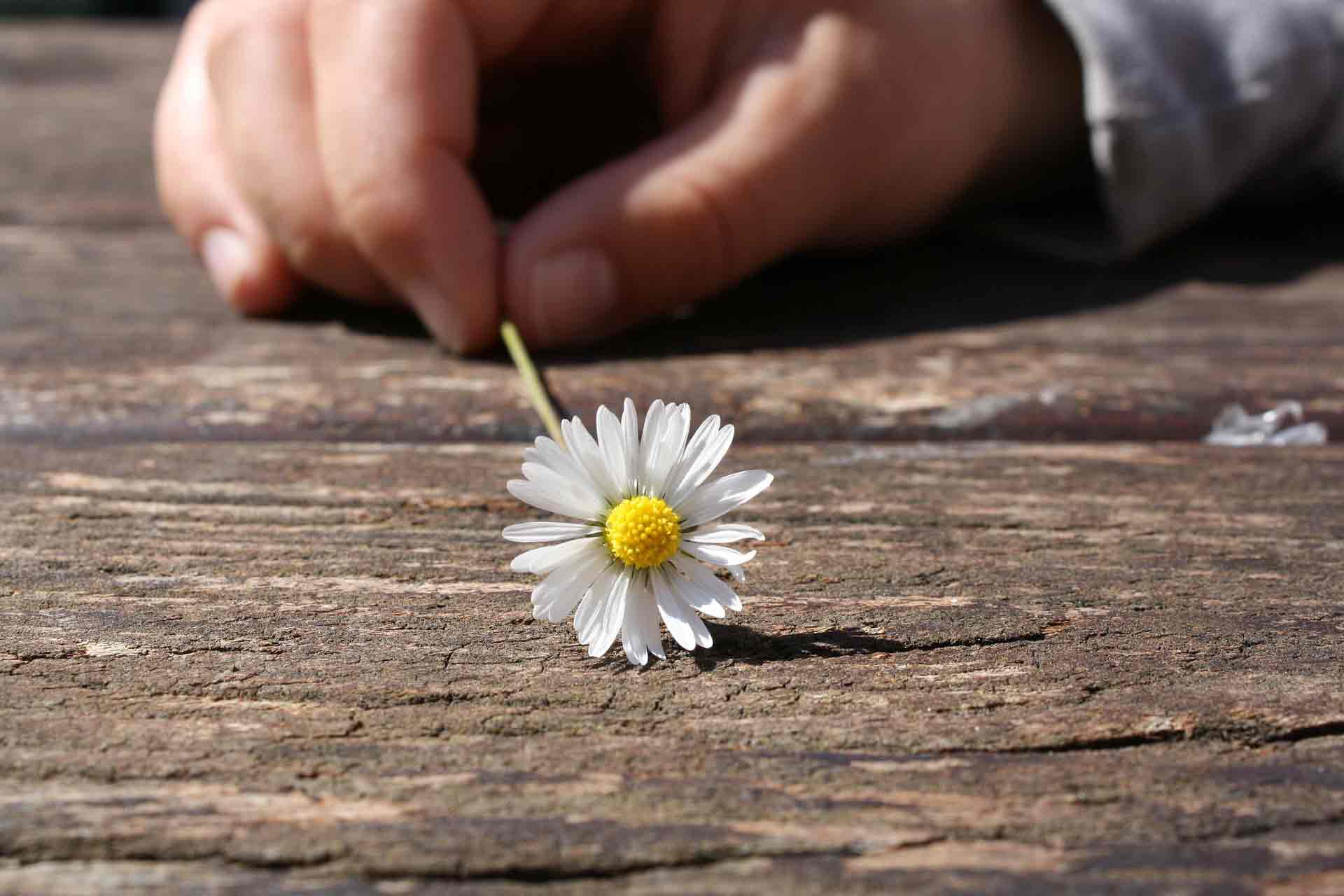 Gänseblümchen - Liebt er mich, liebt er mich nicht?